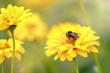 Bumblebee, Ekinezya 'da bal topluyor. Güneşli yaz arkaplanı
