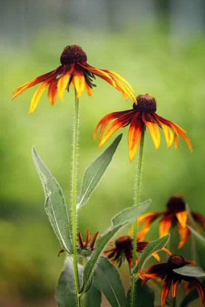 Kertben Növekvő Sárga Rudbeckia Virágok Szelektív Fókusza — Stock Fotó