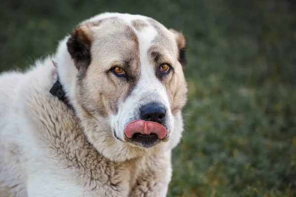 Retrato Del Perro Pastor Asia Central Fondo Exterior Perro Muestra — Foto de Stock