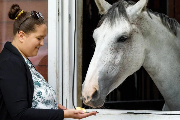 Female horse owner standing at the horse stable feeding with apple a silver color horse in the stall. The horse is looking out from the window of the stall. Horse stable view. Love for horses.