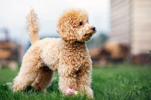 Portrait Peach Colored Little Poodle Puppy Standing Yard Grass Looking — Stock Photo, Image