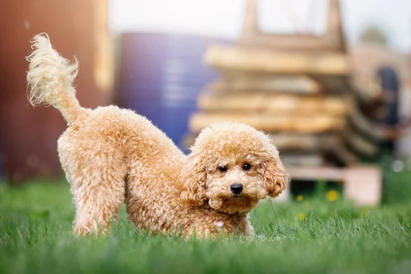 Lindo Cachorro Color Marrón Claro Juega Maliciosamente Patio Trasero Una —  Fotos de Stock