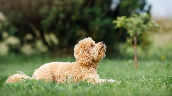 Poodle Acuesta Hierba Mira Hacia Arriba Espera Instrucciones Dueño —  Fotos de Stock