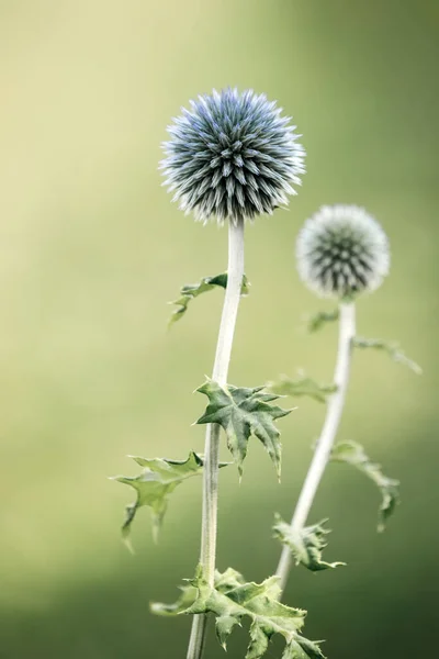 Heilkräuter Eryngium Planum Blaues Meer Violette Stechpalmen Weicher Fokus Makrosicht — Stockfoto