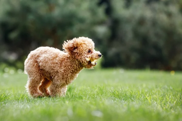 Bruine Gekke Poedel Puppy Snel Rennend Het Gras Het Hondje Stockfoto