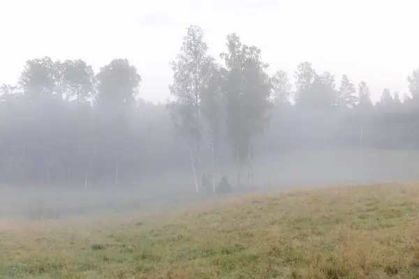 Bosque Niebla Vista Panorámica —  Fotos de Stock