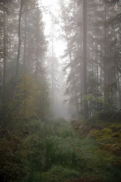 Vacker Utsikt Över Skogen Dimma — Stockfoto