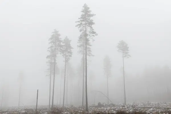 Мальовничий Вид Ліс Тумані — стокове фото