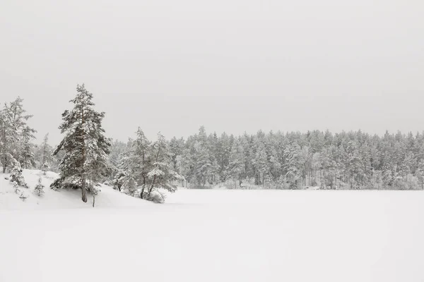 Floresta Campo Nevado — Fotografia de Stock