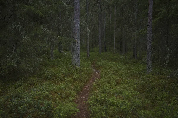 森林景观中的足迹 — 图库照片