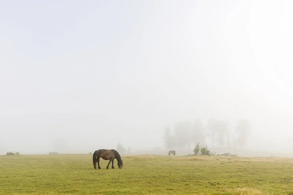 Pferd Weidet Auf Feld — Stockfoto