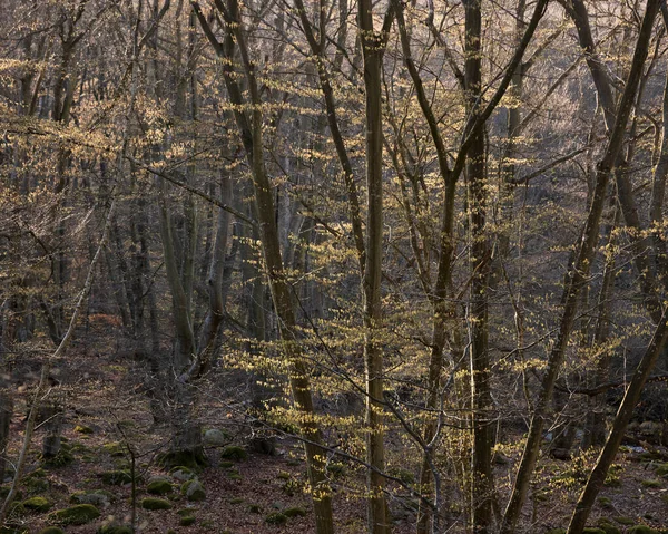 Floresta Parque Nacional Stenhuvud Suécia — Fotografia de Stock