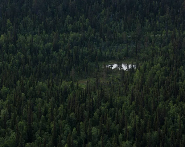 Vacker Utsikt Över Tallskogen — Stockfoto