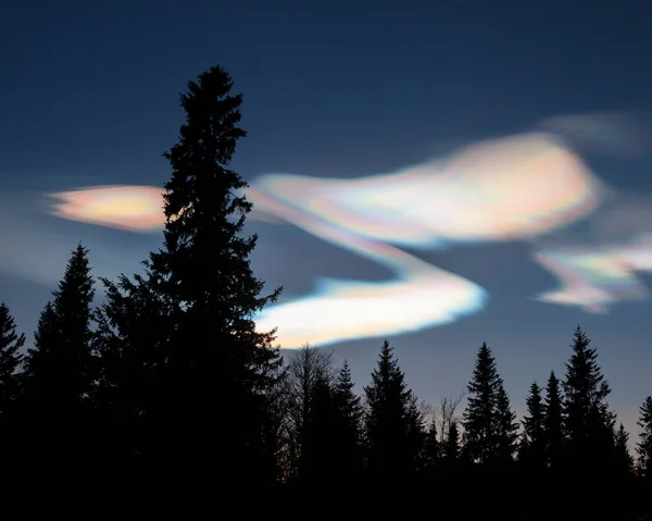 Silhouet Van Bos Onder Parelwolken Nachts — Stockfoto