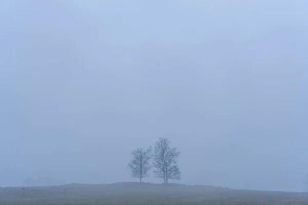 霧の中で裸の木 — ストック写真