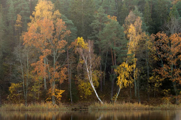 Bosco Autunnale Riva Lago — Foto Stock