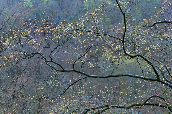 Ast Eines Baumes Wald — Stockfoto