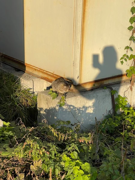 垂直拍摄的女性轮廓影子在阳光下抚摩野猫 — 图库照片