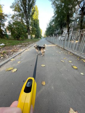 Sevimli pofuduk köpek sonbaharda dışarıda gezmenin tadını çıkarıyor.