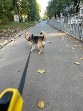 Tasmayla gezen sevimli bir köpeğin dikey görüntüsü.