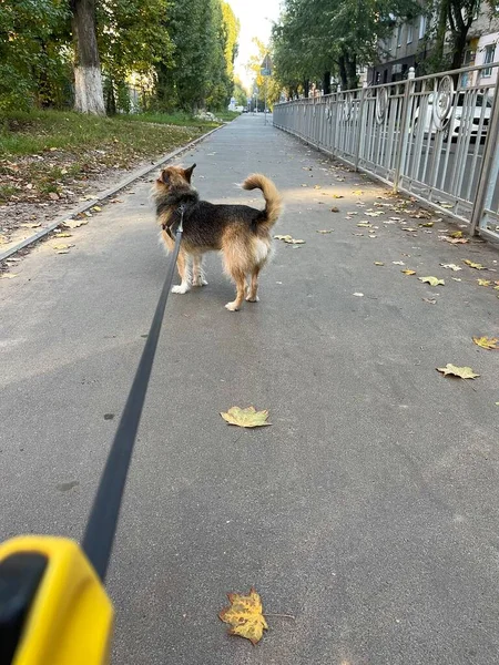 狗的主人牵着皮带遛狗的镜头 — 图库照片