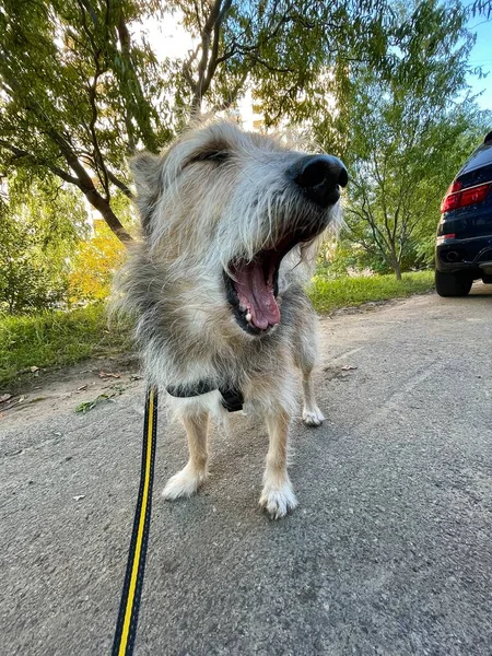 Вертикальний Знімок Милої Смішної Собаки Позіхання Прогулянці Відкритому Повітрі — стокове фото