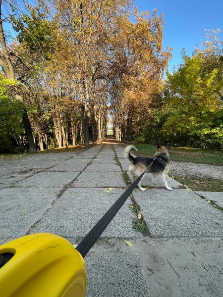 Boldog Egészséges Kutya Sétál Pórázon Őszi Parkban — Stock Fotó