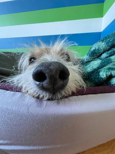 Vertical Close Nose Cute Fluffy Dog Resting Bed — Stock Photo, Image