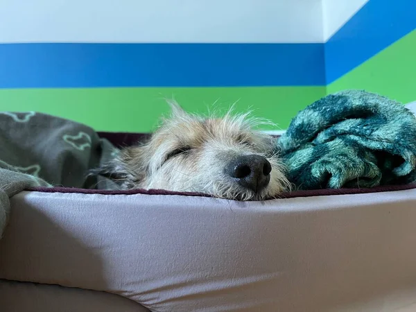可爱的毛绒绒混种狗睡在狗床上 — 图库照片
