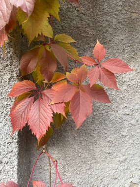 Sonbaharda yaban üzüm yaprakları dikey olarak kırmızıya kapanıyor.