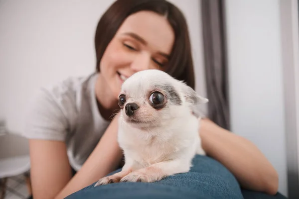 Zbliżenie Górę Zabawny Chihuahua Pies Leżący Kanapie Jej Właściciel — Zdjęcie stockowe