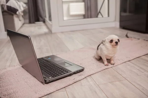 Chihuahua Pequeño Divertido Mirando Asustado Sentado Delante Computadora Portátil — Foto de Stock