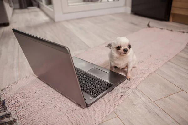 Adorable Perro Chihuahua Sentado Frente Computadora — Foto de Stock