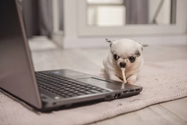 Funny small chihuahua eating dog treat near the laptop