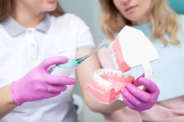 Вибірковий Фокус Ультразвуковій Зубній Щітці Моделі Щелепи Руках Жінки Стоматолога — стокове фото