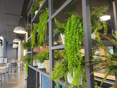 Modern kafenin duvarında Evergreen yapay saksı bitkileri var.