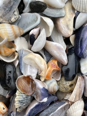 Sahildeki deniz kabuklarının dikey kesimi.