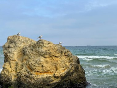 Sahildeki bir kayanın tepesinde dinlenen üç martı, arka planda süzülen mavi sular.