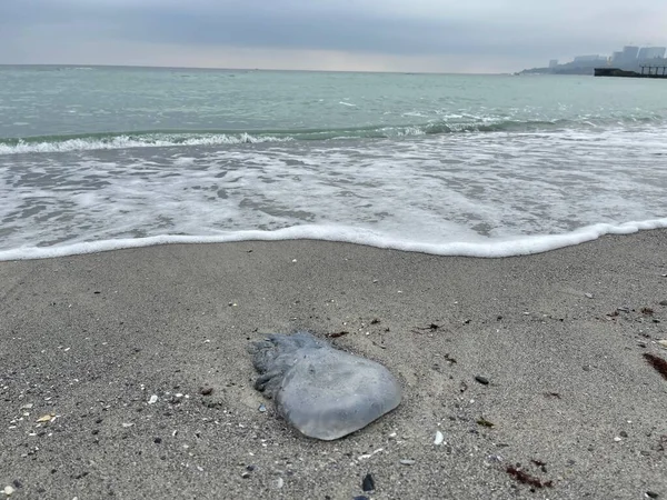 Medusas Muertas Arena Orillas Del Mar —  Fotos de Stock