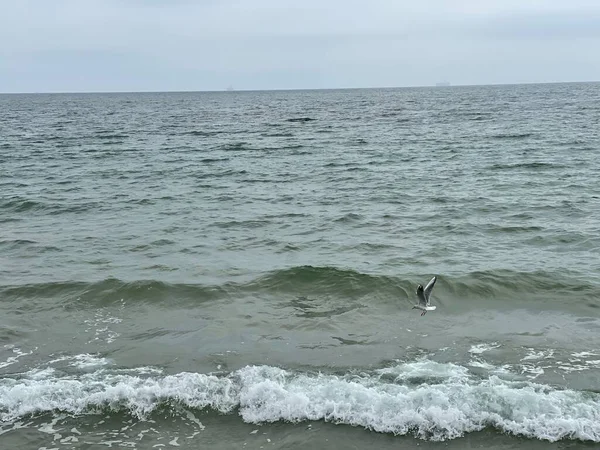 Gaviota Volando Sobre Mar Ondulado —  Fotos de Stock