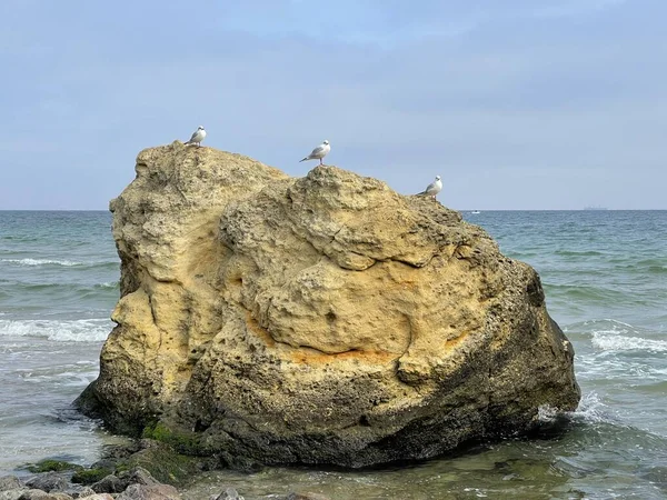 Tres Gaviotas Sentadas Sobre Una Roca Orilla Del Mar — Foto de Stock
