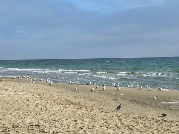 Багато Чайок Насолоджуються Теплим Осіннім Днем Пляжі Гуляючи Піску — стокове фото