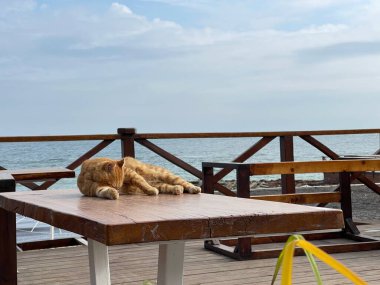 Sevimli kedi güneşte dinleniyor, kumsaldaki kafede masanın üzerinde yatıyor.