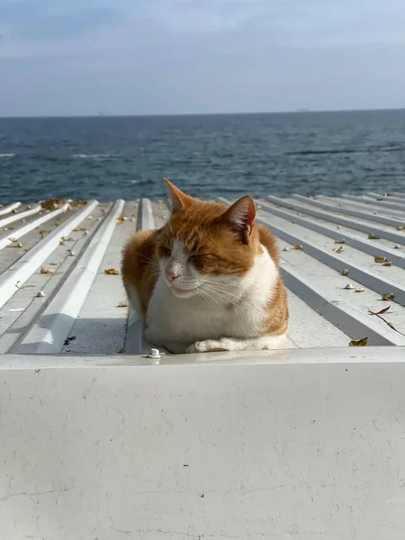 Tiro Vertical Gato Vadio Descansando Telhado Lata Sol Mar Fundo — Fotografia de Stock