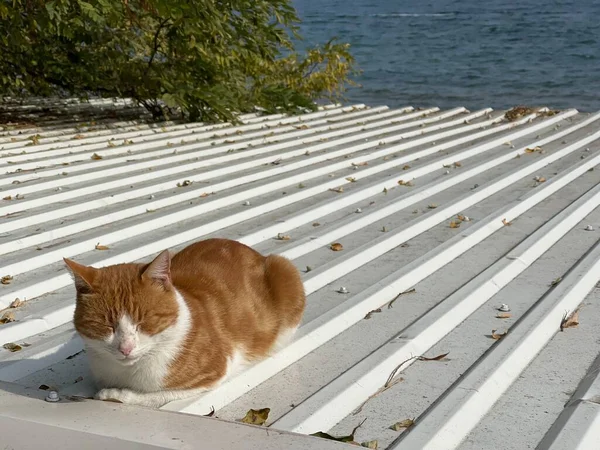 Adorable Gato Callejero Durmiendo Techo Hojalata Orillas Del Mar — Foto de Stock