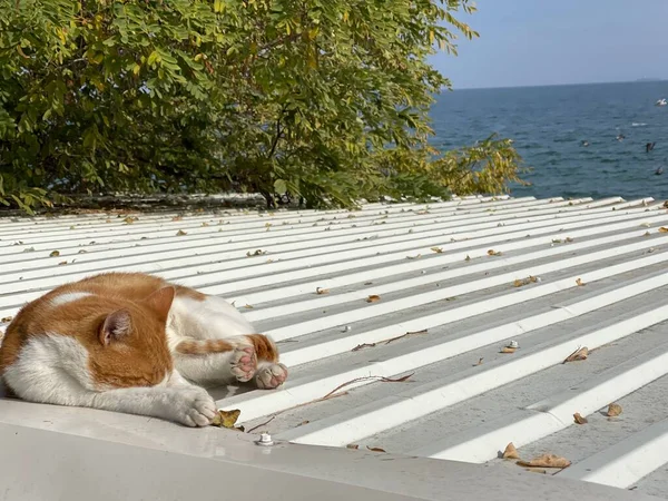 Śpiący Kot Cieszący Się Odpoczynkiem Słońcu Blaszanym Dachu Lokalnej Plaży — Zdjęcie stockowe