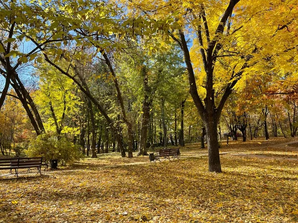 Parque Outono Com Folhas Amarelas Árvores Chão — Fotografia de Stock