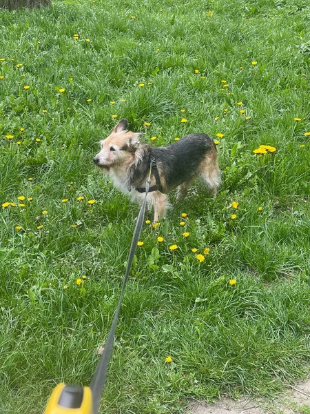 一条用皮带捆着的可爱的混血狗在绿草和蒲公英中行走时的垂直镜头 — 图库照片