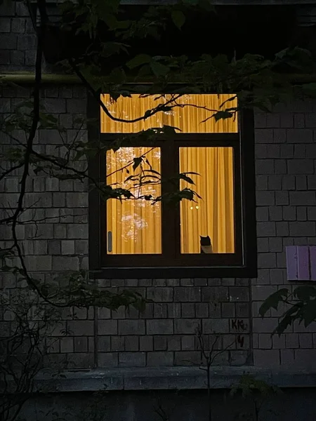 Чорний Кіт Сидить Вікні Будинку Дивлячись Вулицю Ввечері — стокове фото
