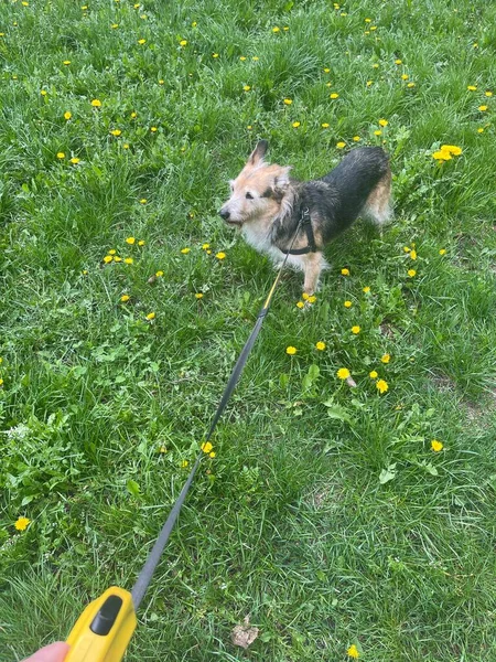 Vertical Shot Happy Healthy Dog Enjoying Walking Outdoors Green Grass — Stock Photo, Image